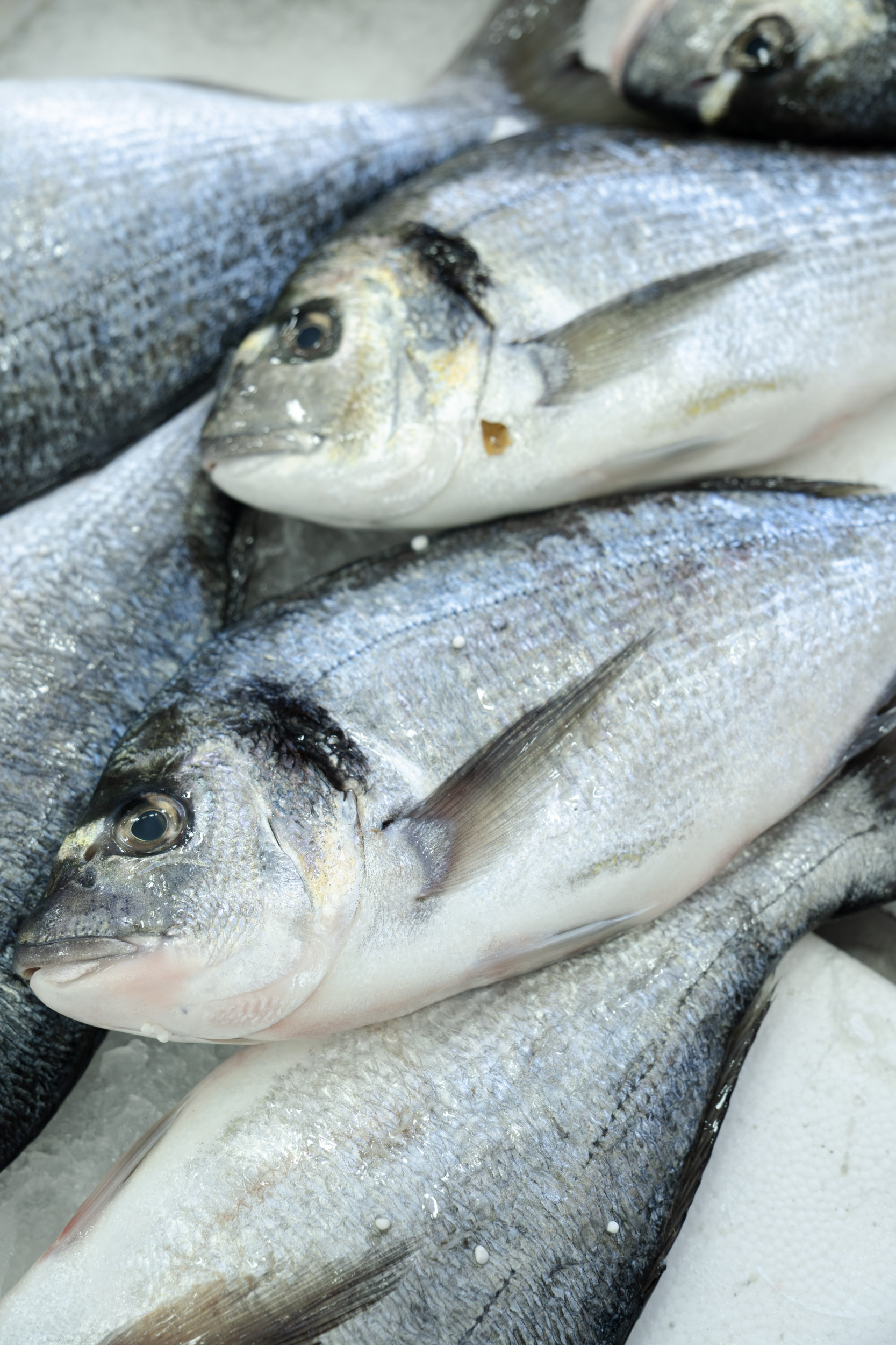 Specialità di mare 3